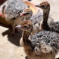 جوجه تخم شترمرغ نطفه دارخوراکی