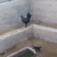 خروس محلی