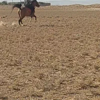 اسب|اسب و تجهیزات اسب‌سواری|معصومیه, |دیوار