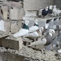کفتر. طوقی