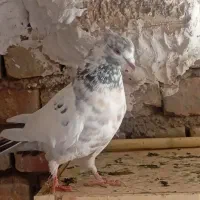 ماده|پرنده|گرمسار, |دیوار