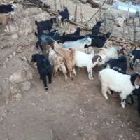 ۱۰۰ملیون پول شرایت  زیر بخونی