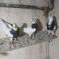کبوتر طوقی