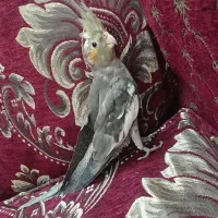 جوجه عروس هلندی