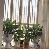گلدان زیبا قیمت مناسب