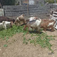 فروش دوتا بز و چندتا کهره نر