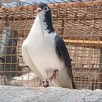 کفتر پرشی و جفتگاه