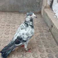 نر سوسک کاکلی ذات قدیم