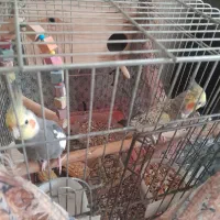 عروس هلندی