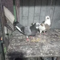 کفتر سرخپوستی پرش سنگین دهنجور ۲ جفت