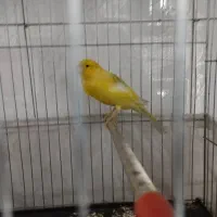 قناری نر رسمی بلندمست