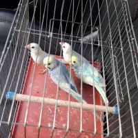 یک جفت مرغ عشق و یک جفت فنچ نرگسی
