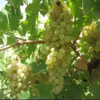 انگور عسگری عمده