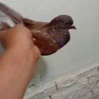 کفتر سرخ