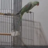 طوطی