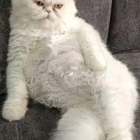 گربه پرشین نر فلت
