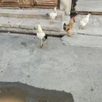 مرغ و خروس محلی