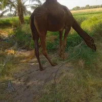 شتر فروشی است ایست بادرسی پنگ