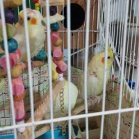 3عدد عروس هلندی  کاملا دستی