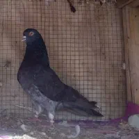 کفتر نر پرشی ساعتی