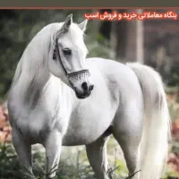 خرید و فروش اسب
