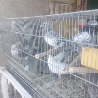 کبوتر