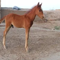 اسب نر