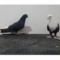 دم سفید و کربلی نر پرشی