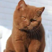 گربه جهت جفتگیری*