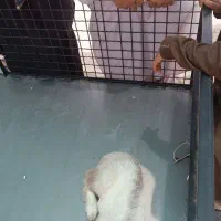 یک شنک نر دوماهه