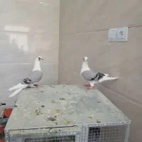 پشت سبز شهری سرک سینه