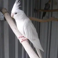 عروس هلندی حراج