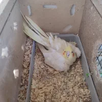 عروس هلندی مولد