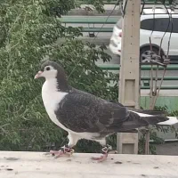 کبوتر خوشرنگ دمگیر شیرازی شهری