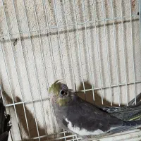 جوجه عروس هلندی