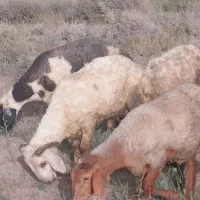 ۲راس بره شیشک چاق وسرحال درساردوئیه