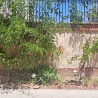 گیاه باغچه
