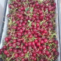 آلبالو فرنگی ارسال رایگان