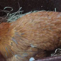 مرغ خانگی