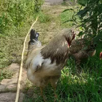 خروس کاکلی بالغ جوان وتعدادی جوجه