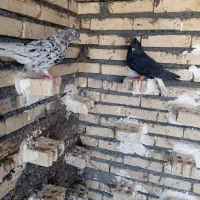 شوش|پرنده|شوش, |دیوار