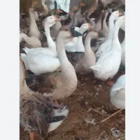 فروش تعدادی غاز محلی و دورگه