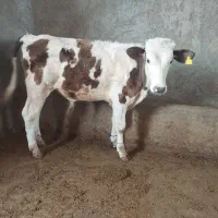 گوساله دورگ هلشتاین جنس