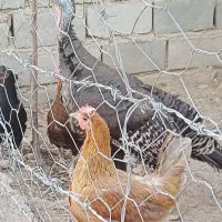 بوقلمون برنزماده