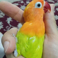 طوطی کوتوله برزیلی