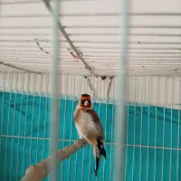 سهره|پرنده|تربت جام, شهرک آزادگان|دیوار