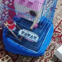 لونه