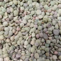 حبوبات کالپوش عدس ،نخود،لوبیا چیتی