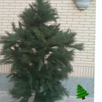 کاج تزیئنی و کریسمسی
