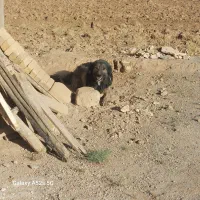 سگ گله|سگ|حمیل, |دیوار